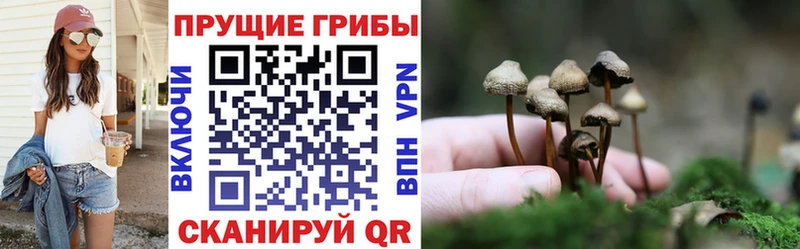 цена наркотик  Кизляр  Псилоцибиновые грибы Magic Shrooms 